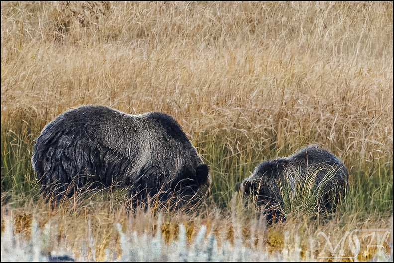 MHR58987_Grizzly and Baby.jpg