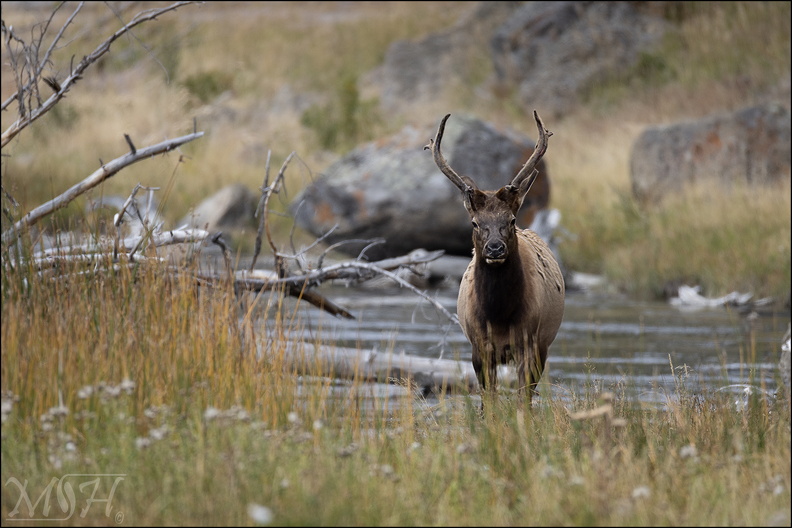 59661_Juvenile Bull Elk on the River.jpg