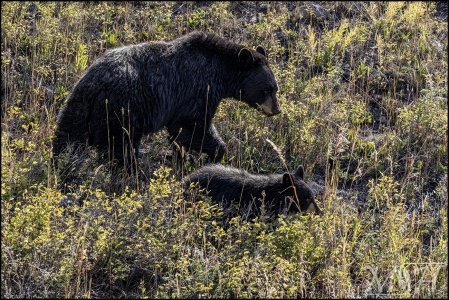 Mother Black Bear and Cub hillside (913 visits) Mother Black Bear and Cub hillside
