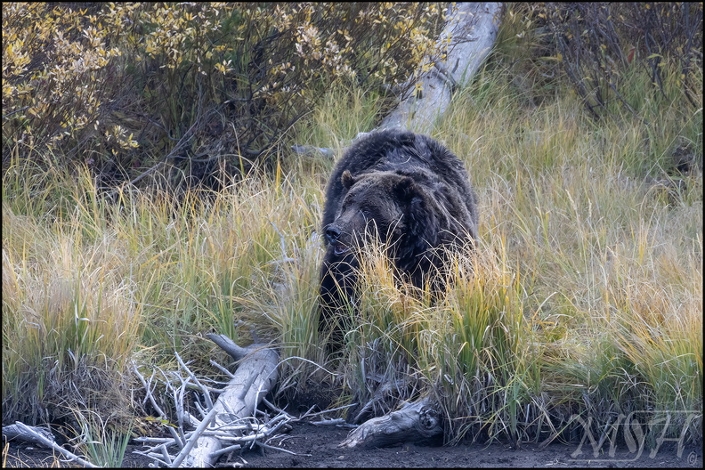 59221_Grizzly on the Prowl.jpg