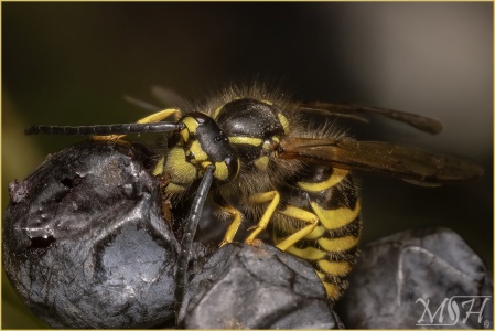 Wasp dining on Berries