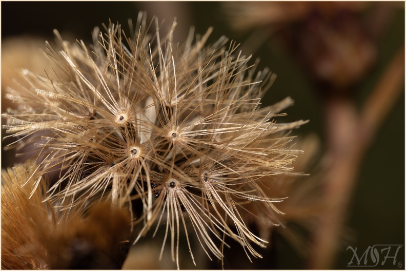 59854_Fall Blooms.jpg