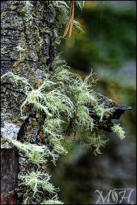 Moss