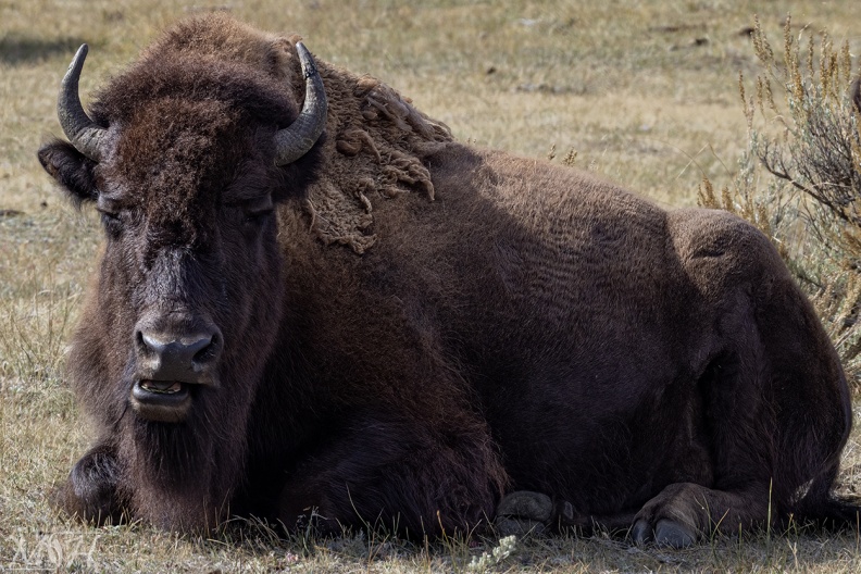 58326_Bison Napping.jpg