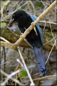60731  Yucatan Jay - Cyanocorax Yucatanicus
