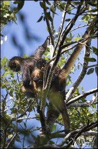 62496 White-bellied Spider Monkey (Ateles belzebuth) Mom and runt