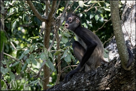  Junior White-bellied Spider Monkey (Ateles belzebuth)