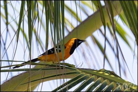 60355 - Hooded Oriole (Icterus cucullatus)