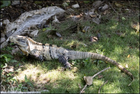 60614 - Black Spiny tailed Iguana (Ctenosaura similis)