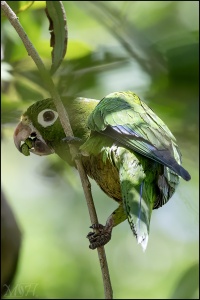 60666 - Olive-throated Parakeet