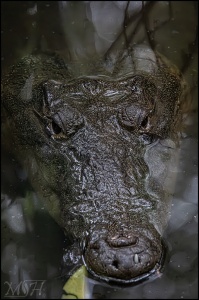 Crocodile
