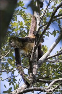 62793 - Lookout - White-bellied Spider Monkey