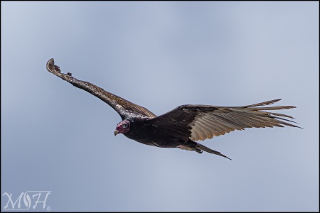 Turkey Vulture (Cathartes aura)