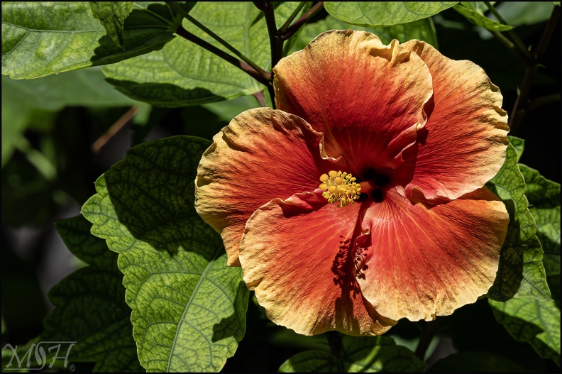 60250 - Hibiscus Rosa Sinensis Hybrid.jpg
