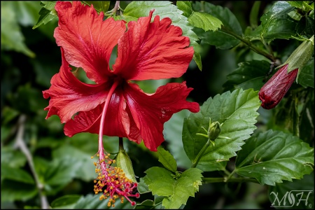 Hibiscus Rosa Sinensis