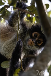 Portrait Spider Monkey