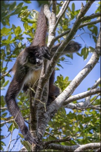 White Bellied Spider Monkey Getting a Better Look
