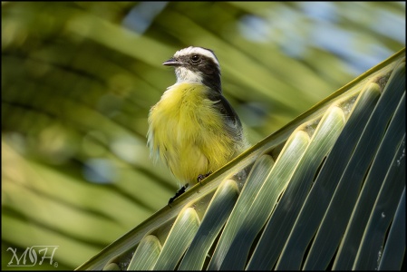  Rusty-margined flycatcher