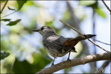 Gray Catbird (Dumetella carolinensis)