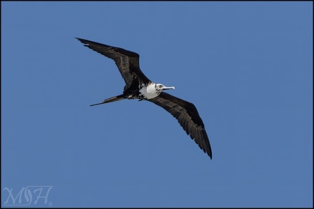 Magnificent Frigatebird (Fregata magnificens)