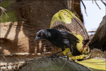 Bronzed Cowbird (Molothrus aeneus)
