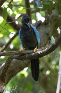 Yucatan Jay (Cyanocorax yucatanicus)