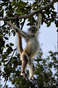 Hangin White Bellie Spider Monkey
