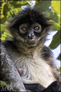 Adult White Bellied Spider Monkey