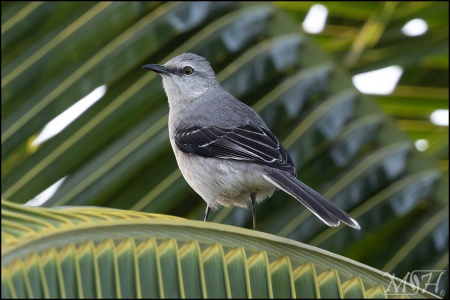 Gray Catbird (Dumetella carolinensis)