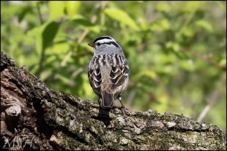 White-crowned Sparrow