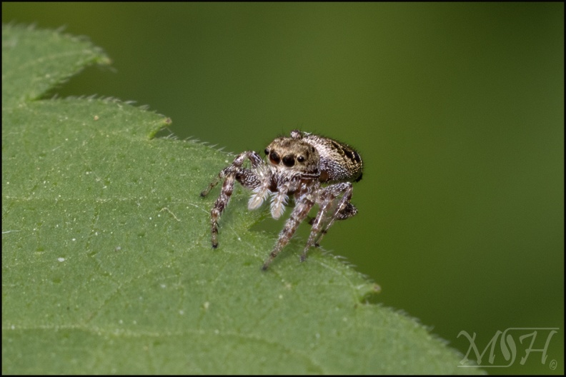 70564 - Jumping Spider.jpg