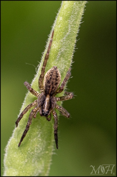 70594 Wolf Spider.jpg