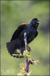 Redwing Blackbird