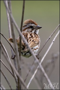 Mohawk Song Sparrow
