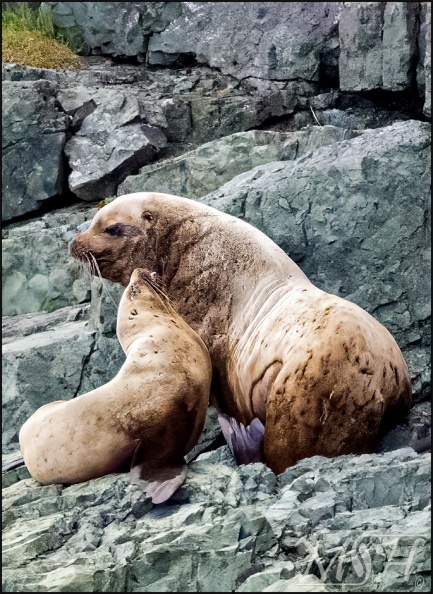 55129 Steller Sea Lion.jpg