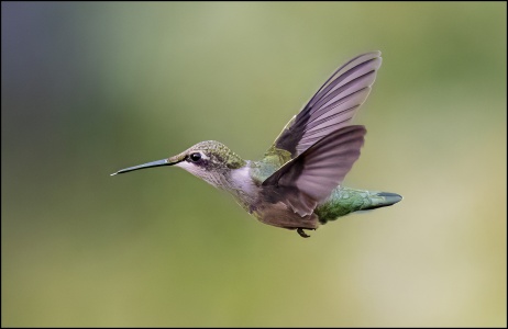 Hummer Stick out