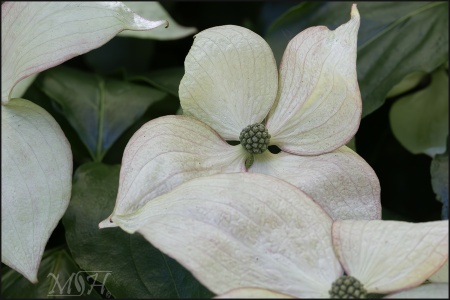 Venus Flowering Dogwood