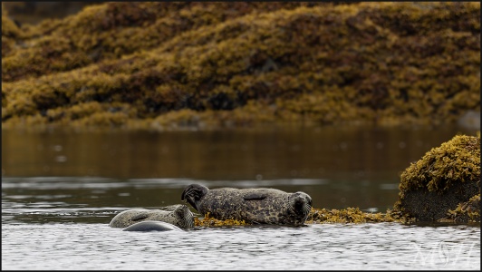 Napping Stellar Sea Lions