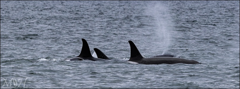 Orca Pod Breaching