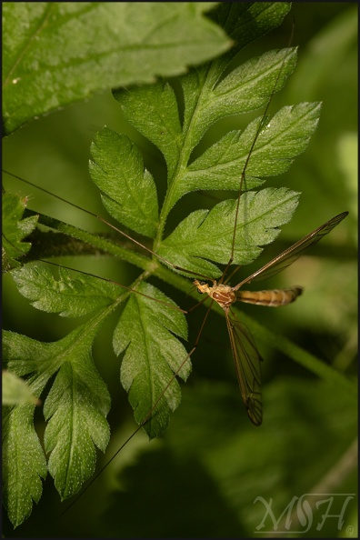 63052Tiger Crane Fly.jpg