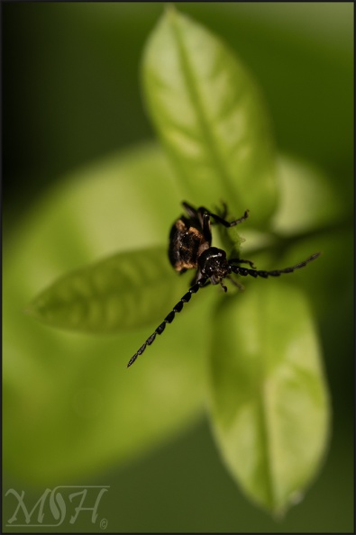 63077 Longhorn Beetle.jpg