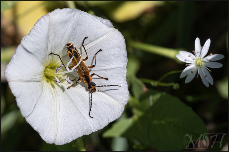 63143 Goldenrod Soldier Beetle.jpg