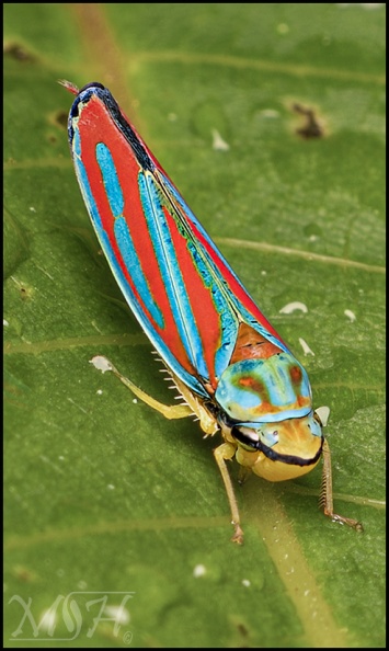 63431 Red-banded leafhopper II.jpg