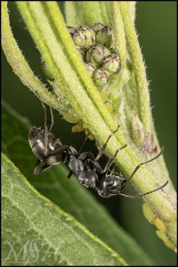 Ant