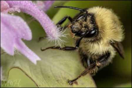 63673 Common Eastern Bumble Bee