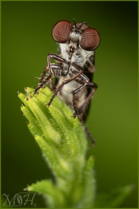 63676 Robber fly