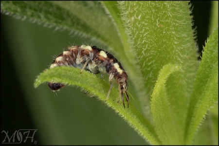 63695 Lacewing larva