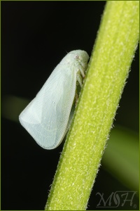 56167 Northern Flatid Planthopper