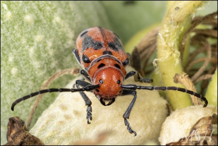 56239 Red Milkweed Beetle
