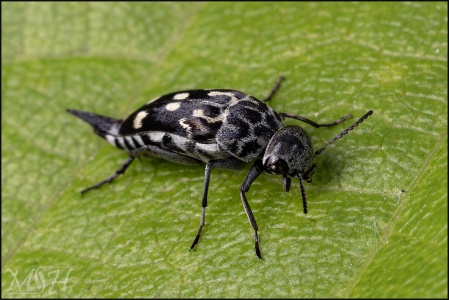 56252 Tumbling Flower Beetle